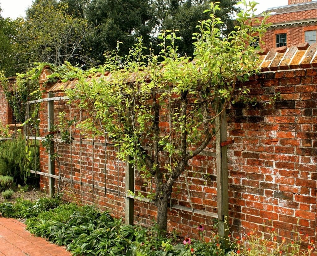 Beskåret espalier-frugttræ