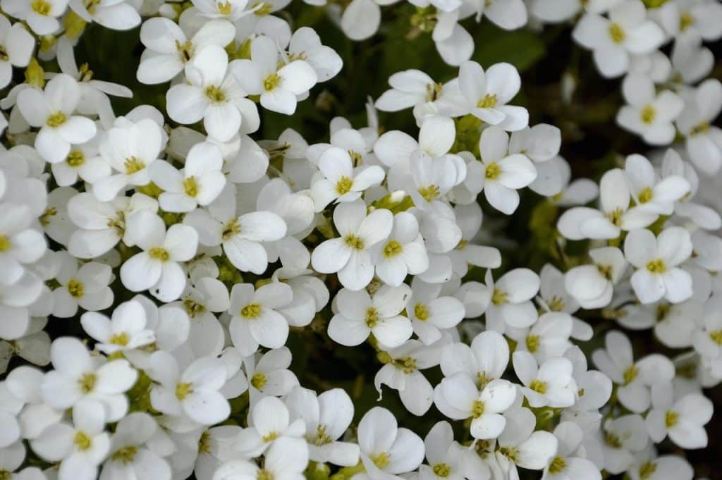 Staudehave i blomst